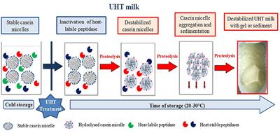 The Biodiversity of the Microbiota Producing Heat-Resistant Enzymes Responsible for Spoilage in Processed Bovine Milk and Dairy Products